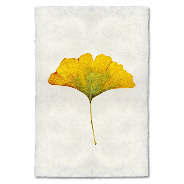 Ginko Autumn Leaf
