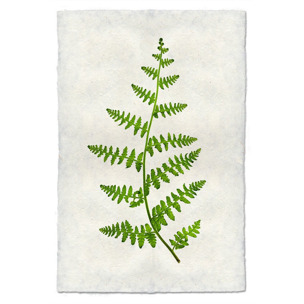 Ferns