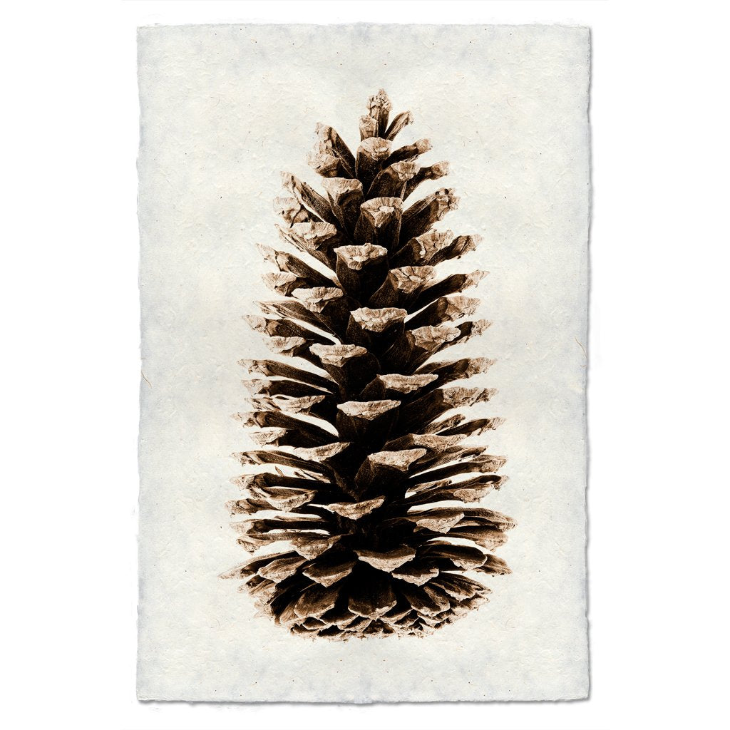 Pine Cones