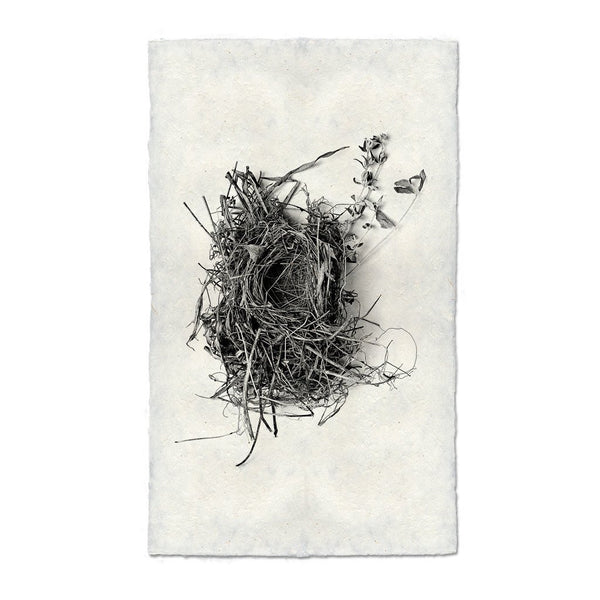 Bird Nests