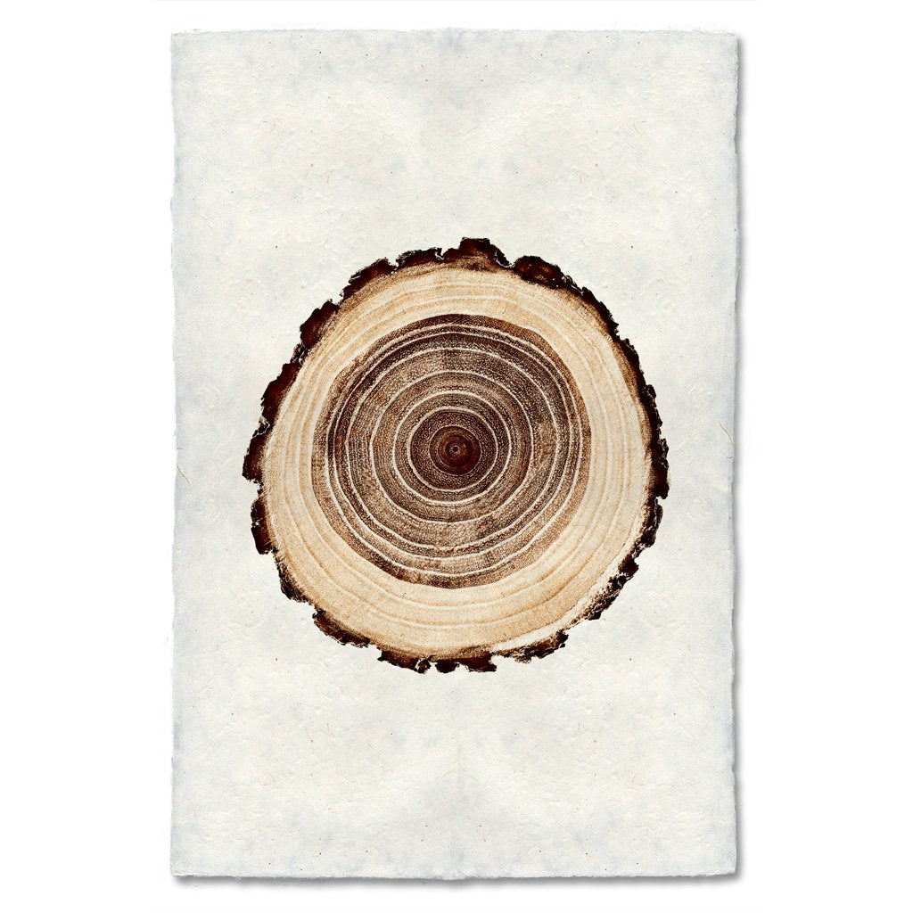 Tree Rings