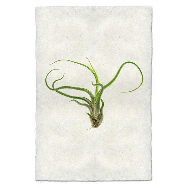 Air Plant #5