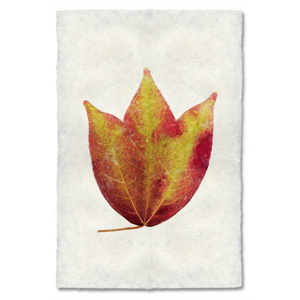 American Cranberry Autumn Leaf