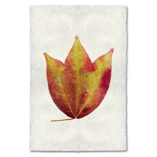 American Cranberry Autumn Leaf