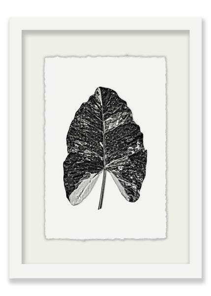 ARROWHEAD LEAF