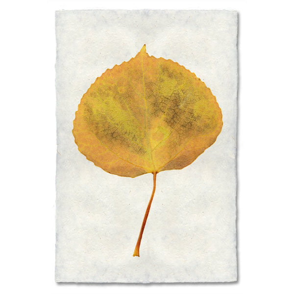 Aspen Autumn Leaf