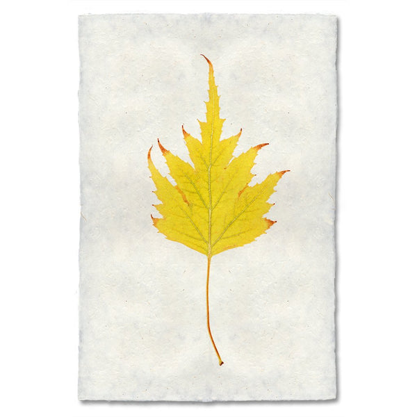 Birch Autumn Leaf