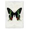 Butterfly #8