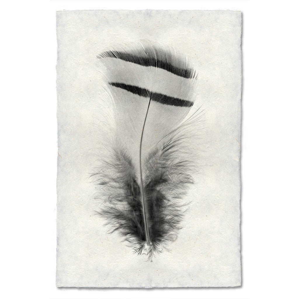 Feather #15 Grand Format