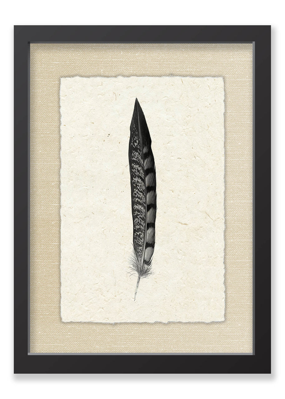 Feather #11