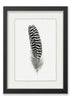 Feather #13