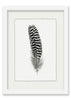 Feather #13