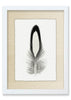 Feather #14