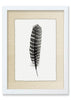 Feather #16