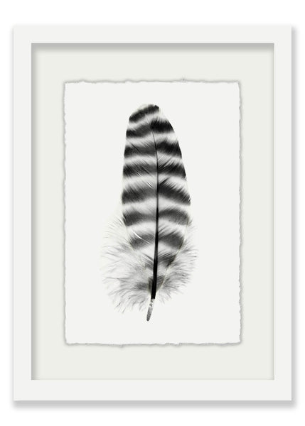 Feather #17