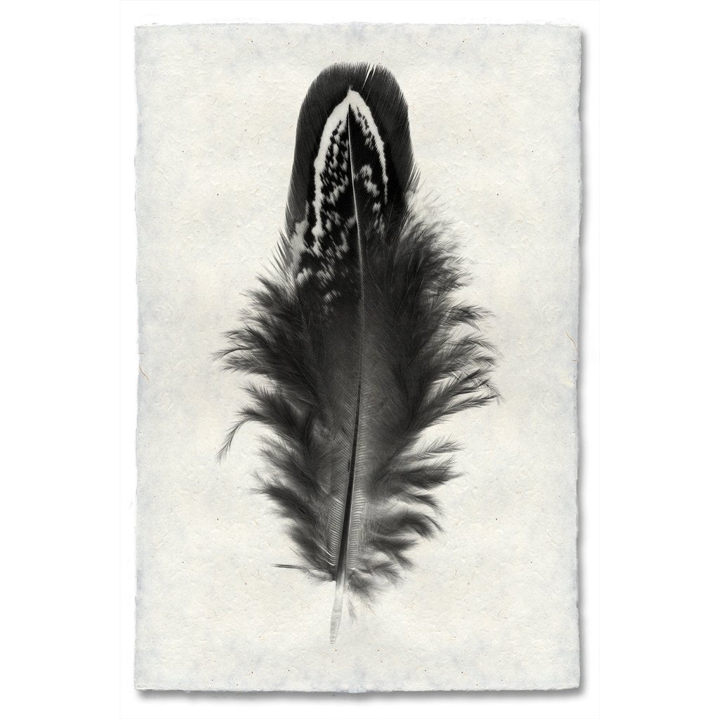 Feather #3 Grand Format