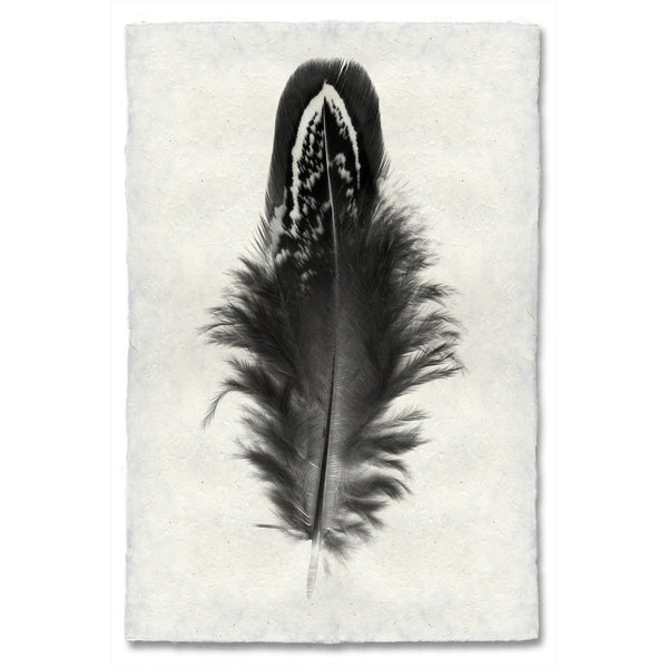 Feather #3 Grand Format