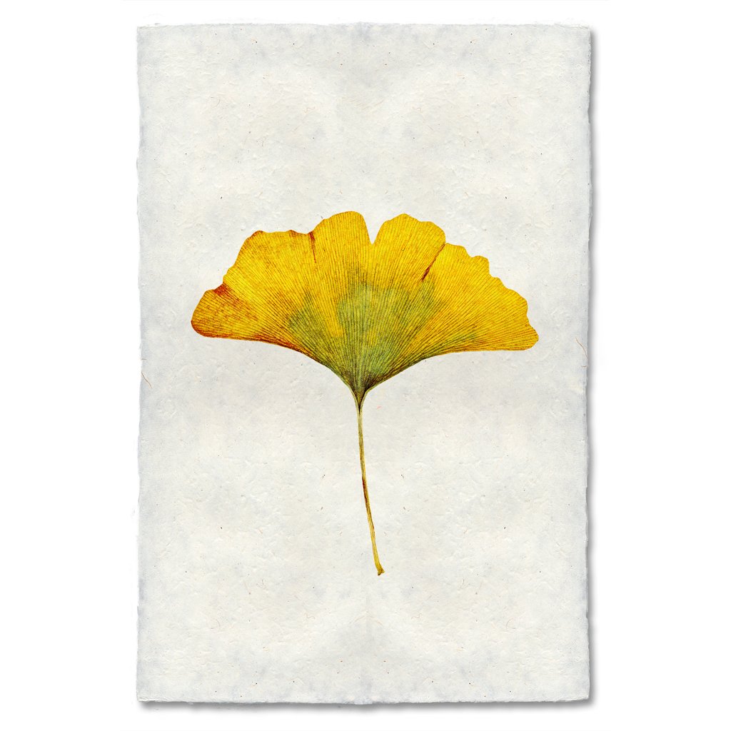 Ginko Autumn Leaf