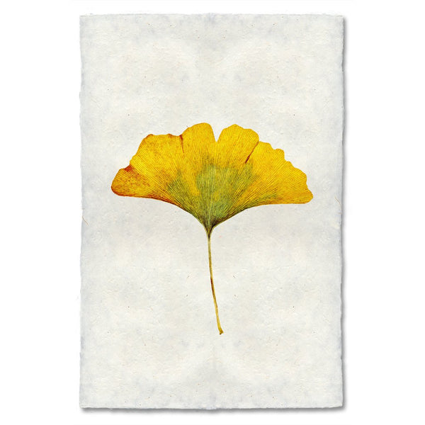 Ginko Autumn Leaf