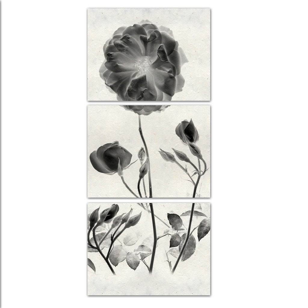 Graphite Rose Triptych