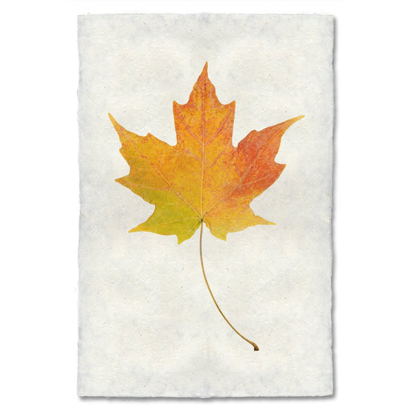 Maple Autumn Leaf