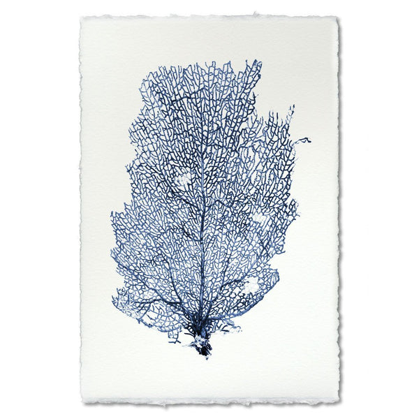 Sea Fan #2