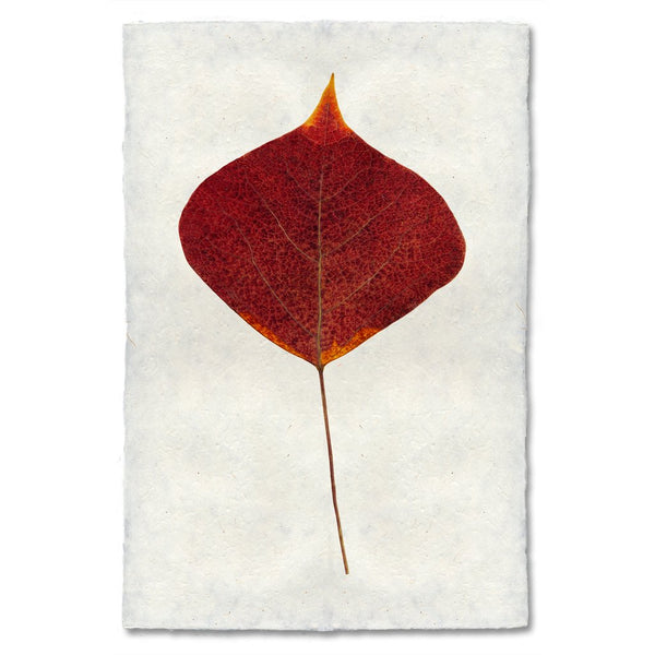 Smoke Tree Autumn Leaf