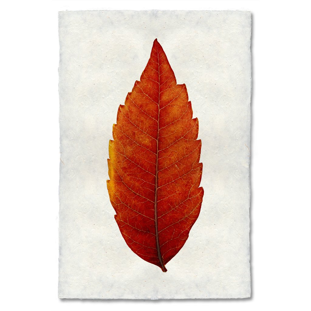 Sumac Autumn Leaf